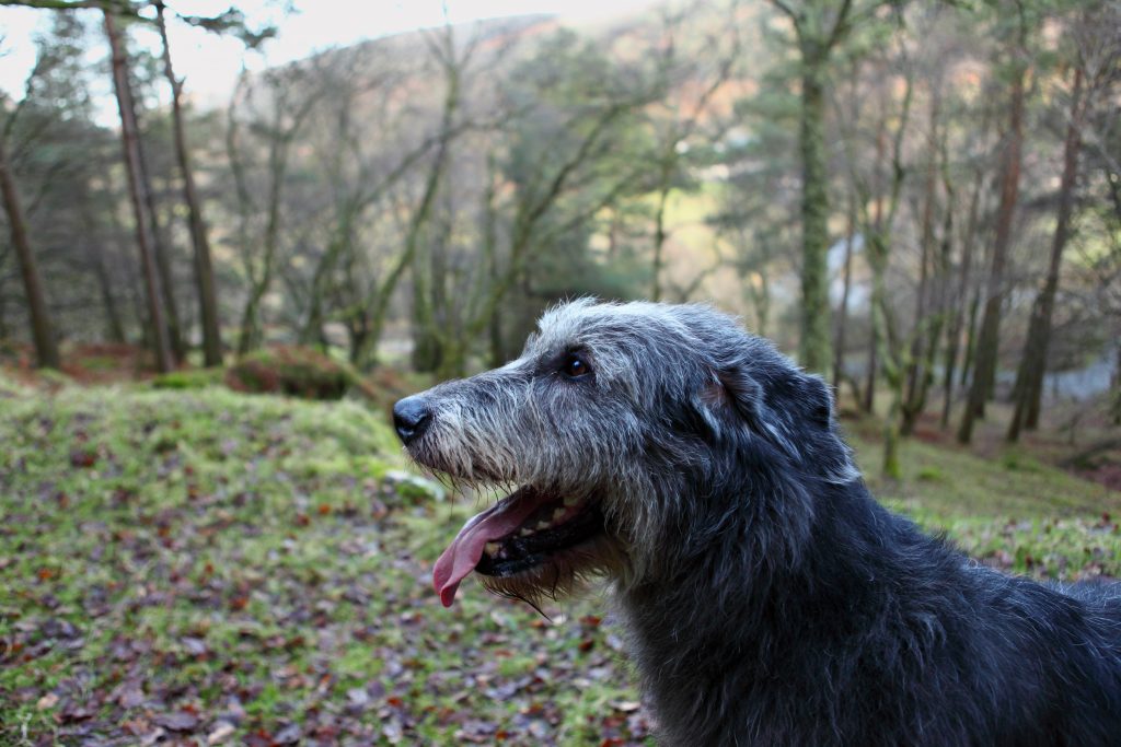 Irish 2024 wolfhound adoption