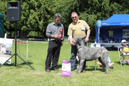 Farnleigh - Irish Wolfhound 2013 06 09 (13)