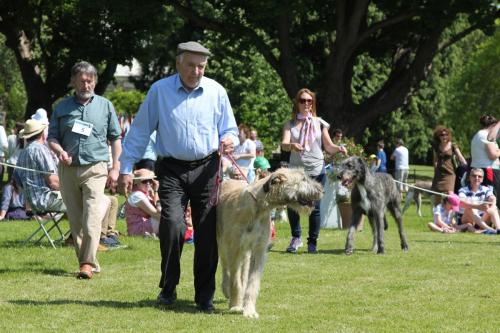 Farnleigh - Irish Wolfhound 2013 06 09 (22)