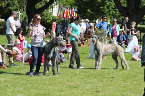 Farnleigh - Irish Wolfhound 2013 06 09 (25)