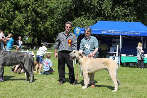 Farnleigh - Irish Wolfhound 2013 06 09 (29)