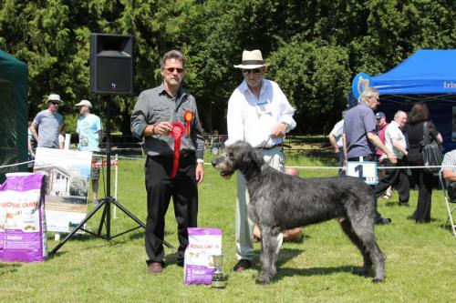 Farnleigh - Irish Wolfhound 2013 06 09 (38)