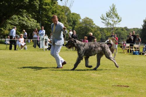 Farnleigh - Irish Wolfhound 2013 06 09 (43)