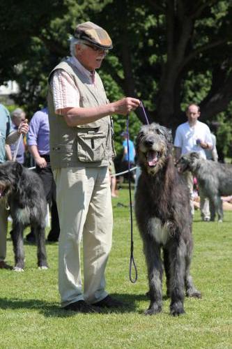 Farnleigh - Irish Wolfhound 2013 06 09 (45)