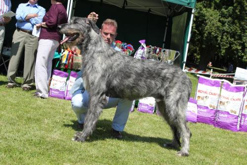Farnleigh - Irish Wolfhound 2013 06 09 (52)