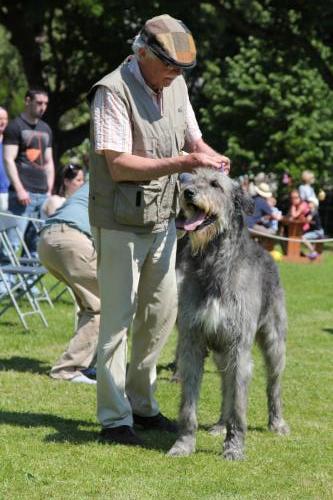 Farnleigh - Irish Wolfhound 2013 06 09 (57)