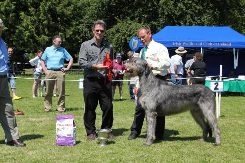 Farnleigh - Irish Wolfhound 2013 06 09 (59)
