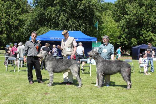 Farnleigh - Irish Wolfhound 2013 06 09 (61)