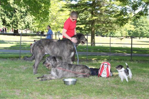 Farnleigh - Irish Wolfhound 2013 06 09 (68)