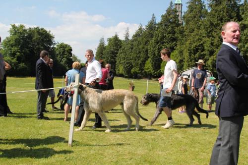 Farnleigh - Irish Wolfhound 2013 06 09 (7)